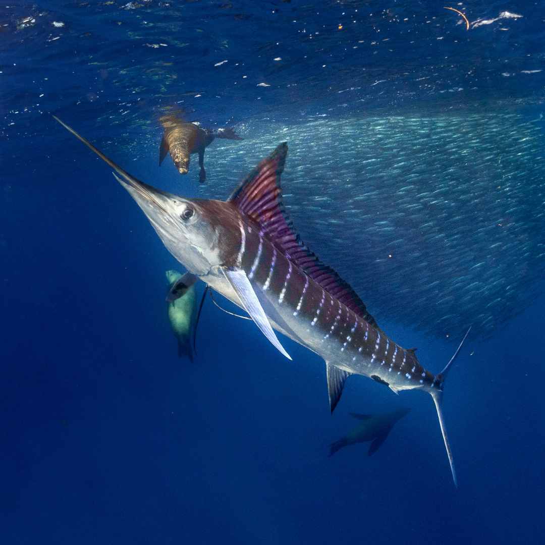 Marlin rayé et lion de mer chassant dans une boule d'appât de sardine dans l'océan Pacifique