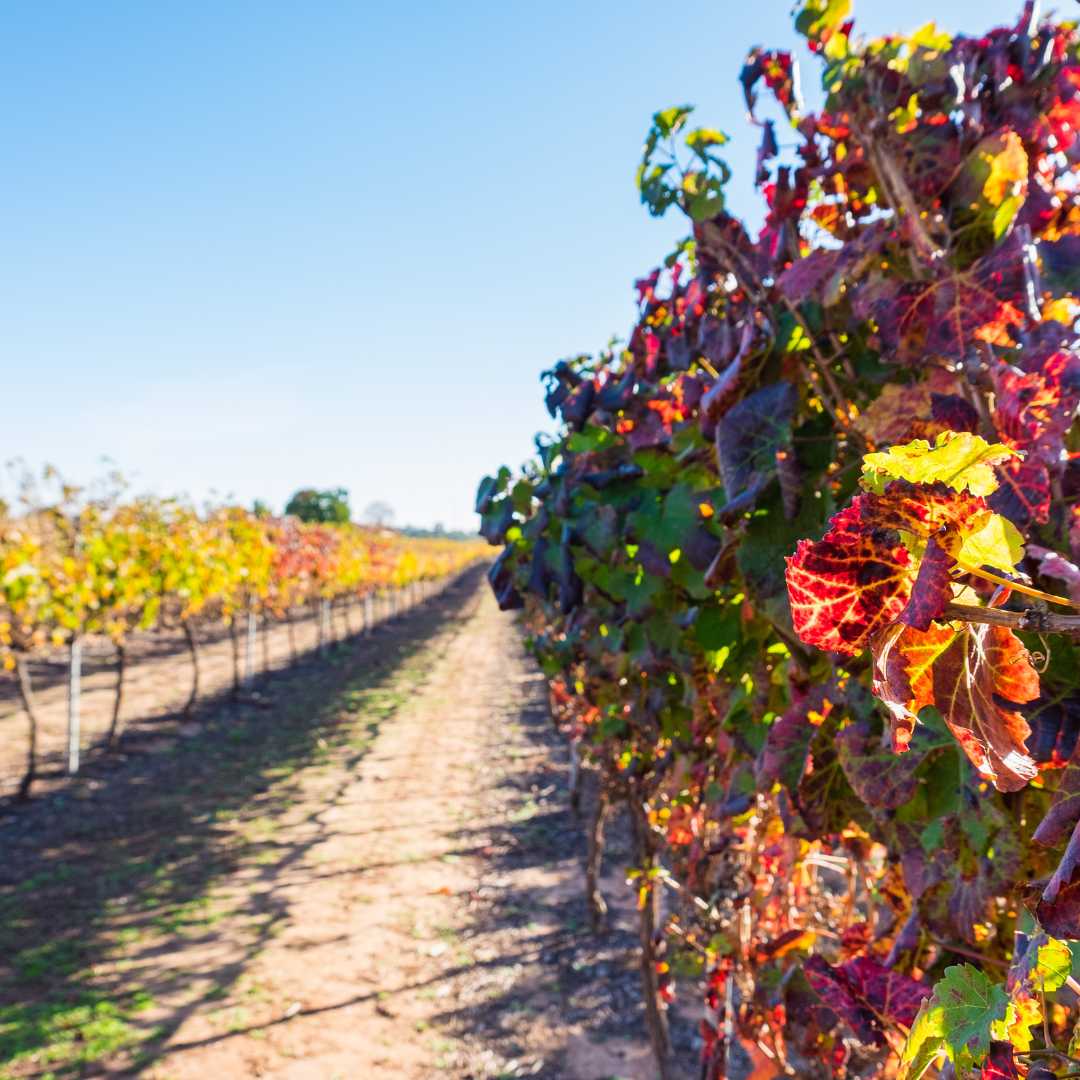 Vineyard in Autumn, Western Australia, Australia