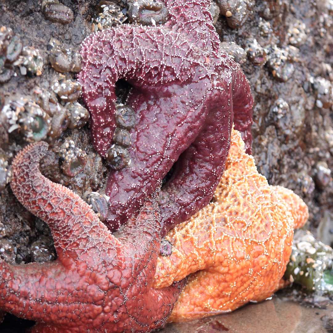 Три морские звезды разных цветов (красноватые, желтые и оранжевые) цепляются за камень, покрытый анемонами, в приливном бассейне на побережье Панамы.