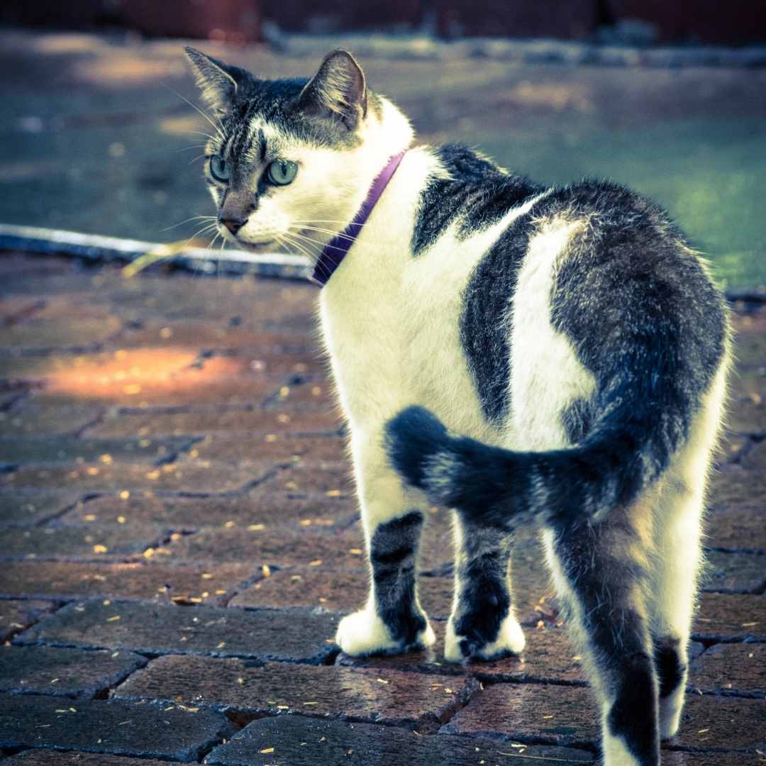 Hemingway's cat