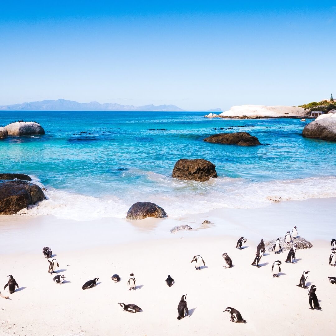 Pingüinos en Ciudad del Cabo. Playa de Boulders en Sudáfrica