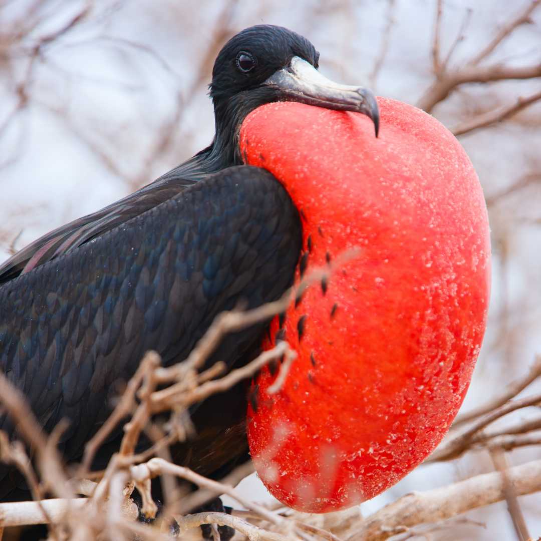 Close up of male magnificent frigatebird with inflated throat pouch