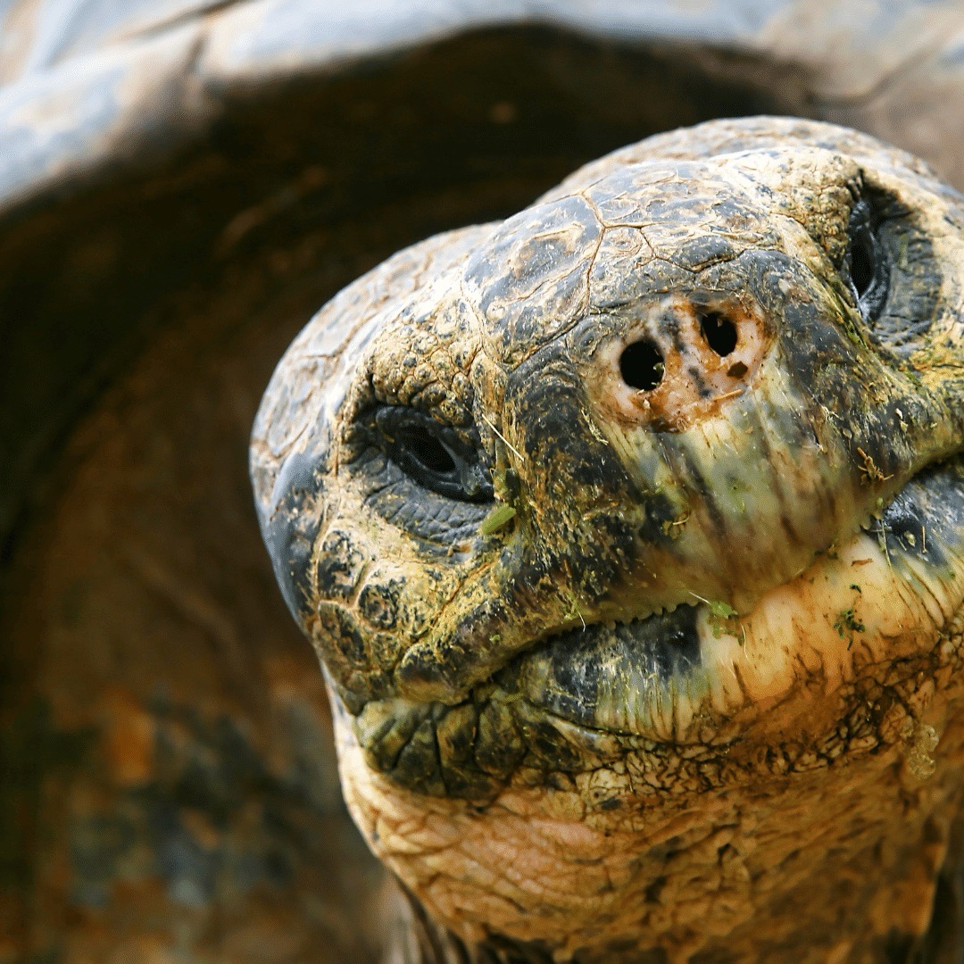 Galápagos Giant Tortoise, Galápagos National Park, Ecuador