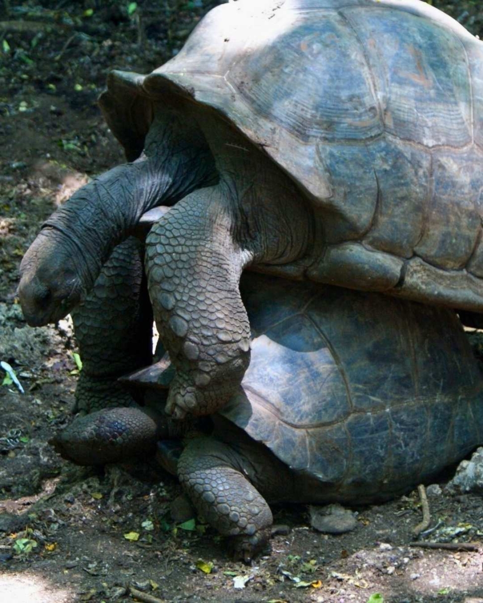 Die Riesenschildkröten von Prison Island