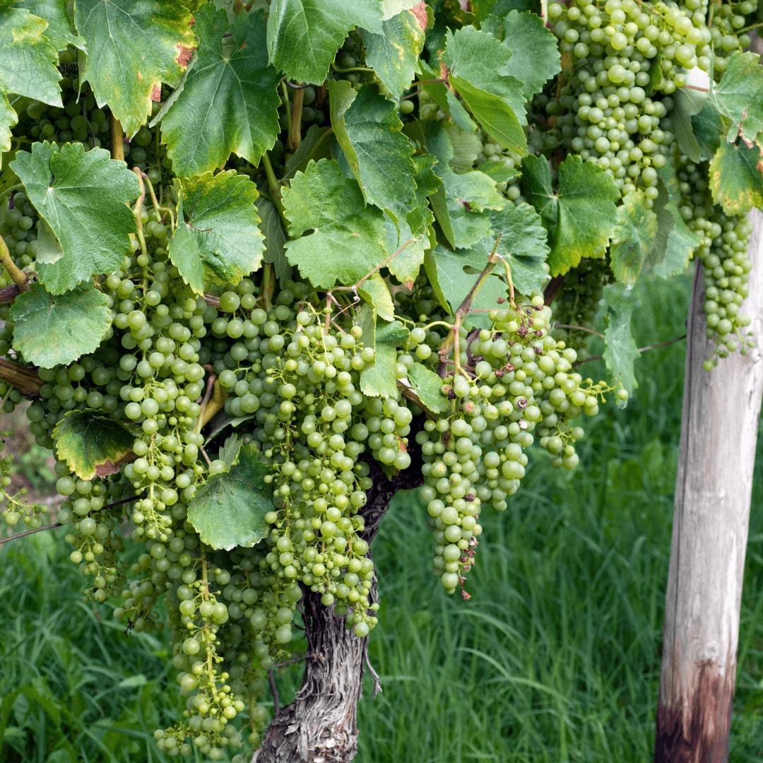 Hárslevelü, Tokaji, Hárslevelue, Vin blanc, Vitis, vinifera