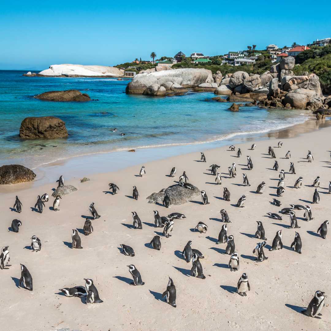 Pinguini in Sud Africa