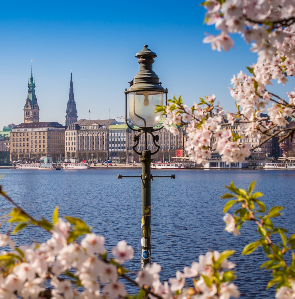 Skyline di Amburgo durante la fioritura dei sakura