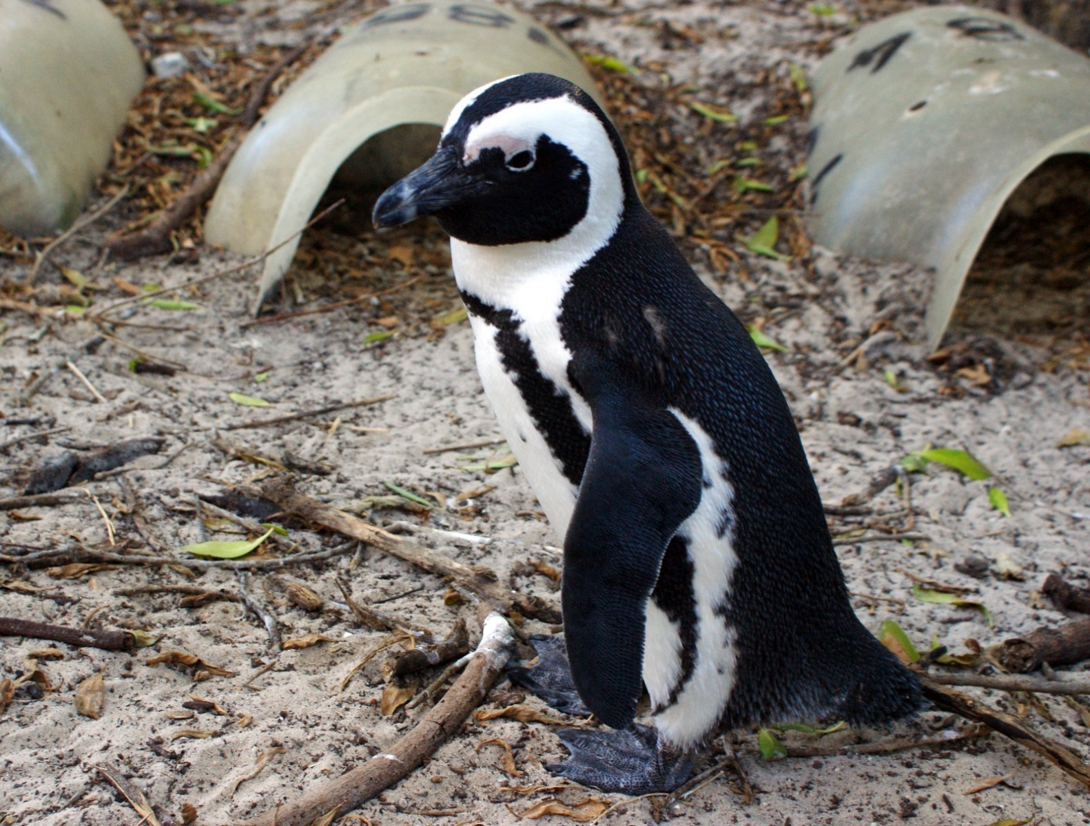 Humboldt Penguin solo in Peru