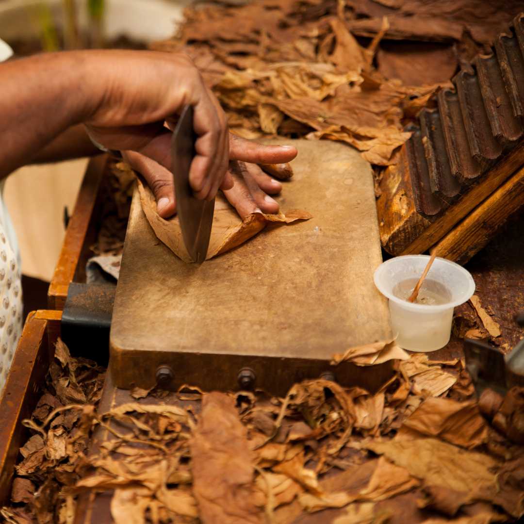 Hand making of the first class cigars from tobacco leaves on Cuba
