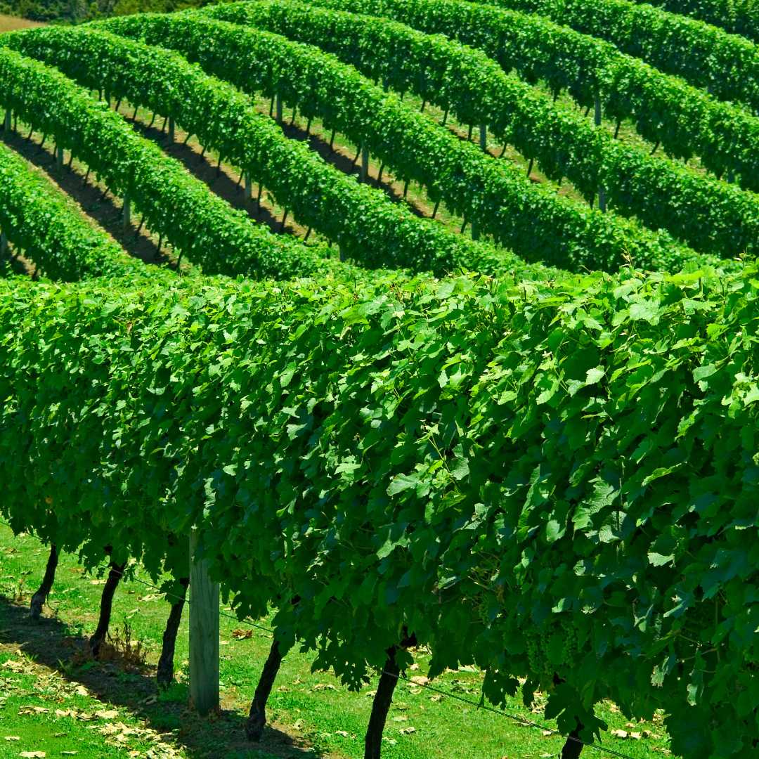New Zealand vineyards