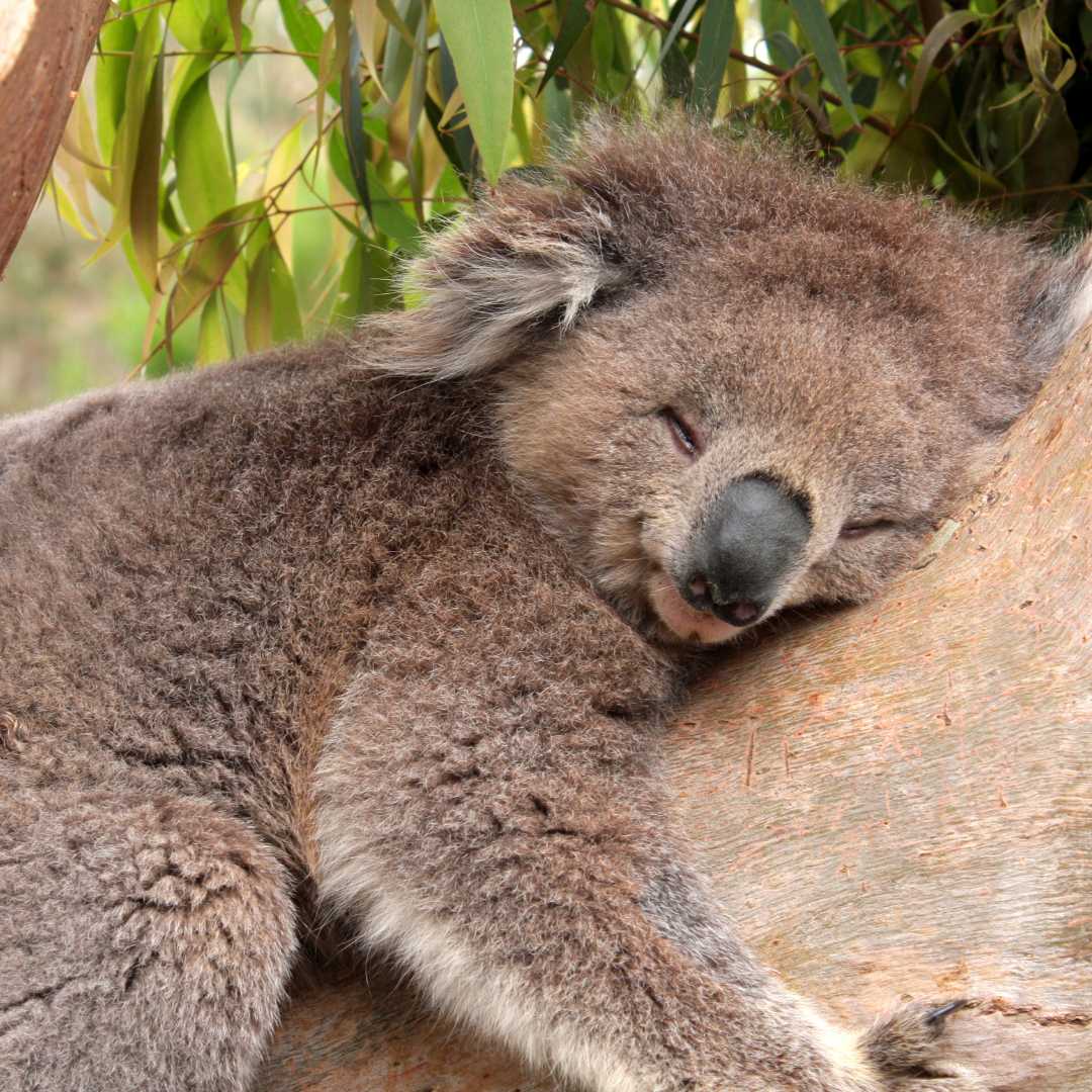 Koala addormentato