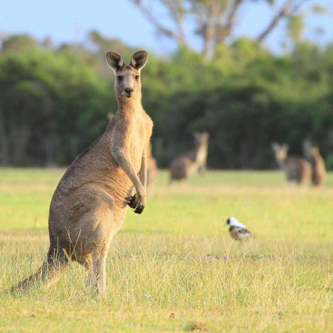 Canguro in Australia