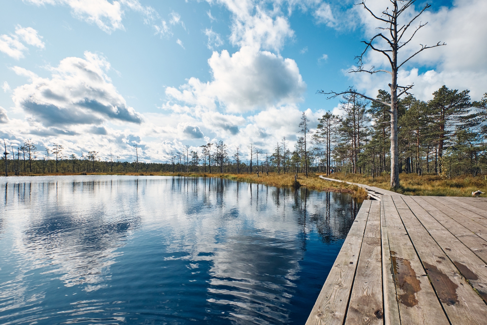 El paisaje alrededor del pantano de Viru, Parque Nacional Lahemaa, Estonia