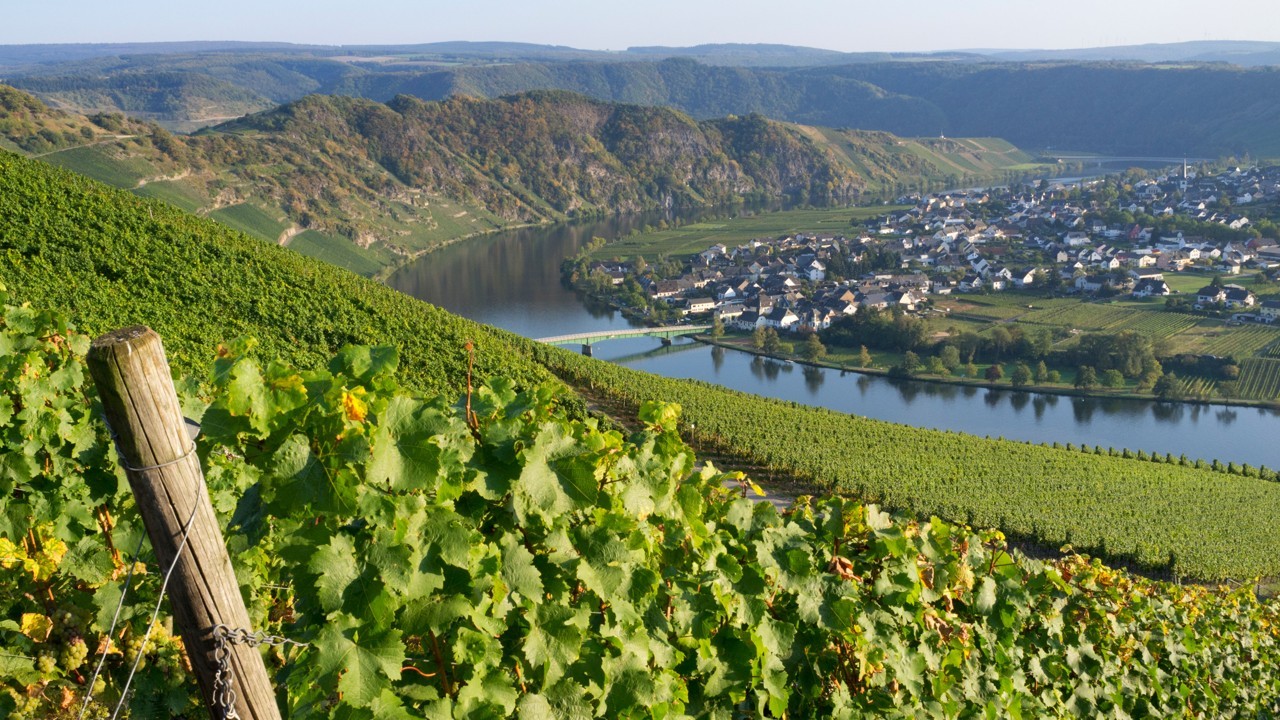 German Wines: Winery Tour to German Riesling